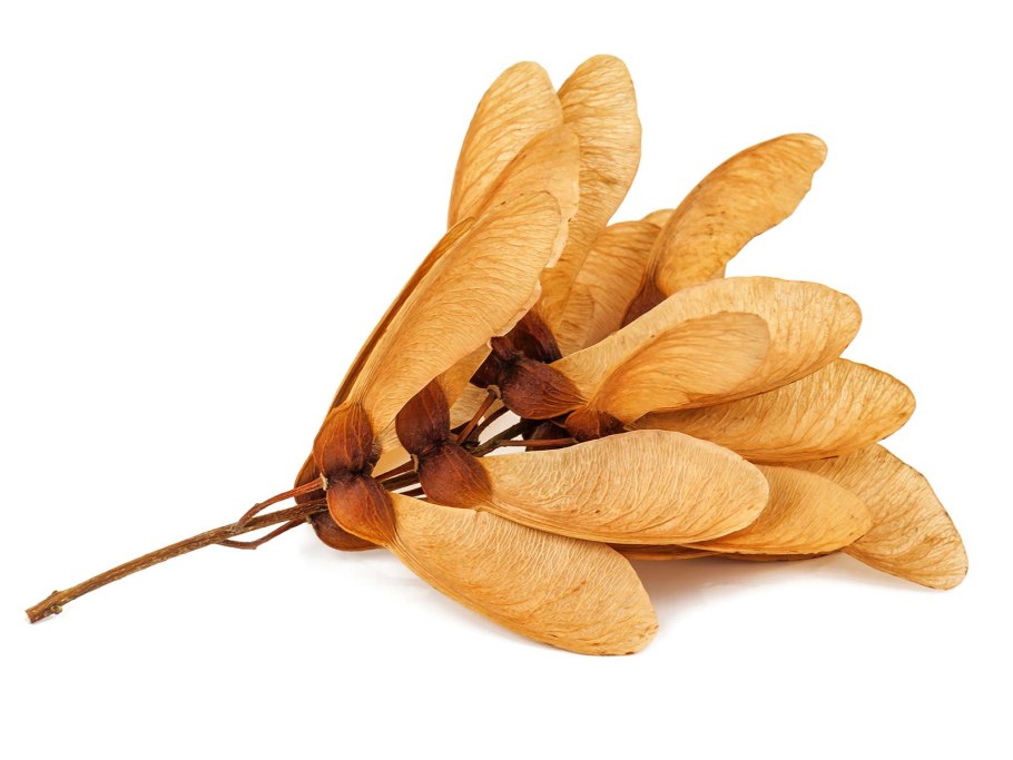 Семена крылатки клена