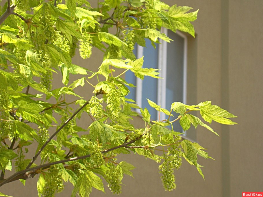 Клен ясенелистный сережки