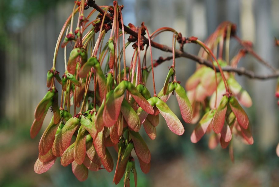 Клен ясенелистный