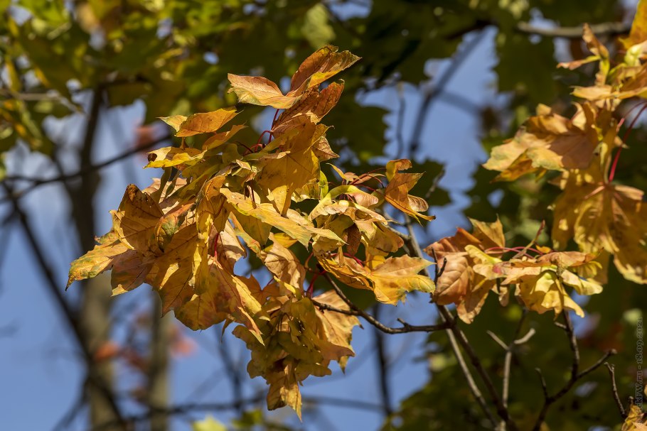 Ясень пенсильванский плод