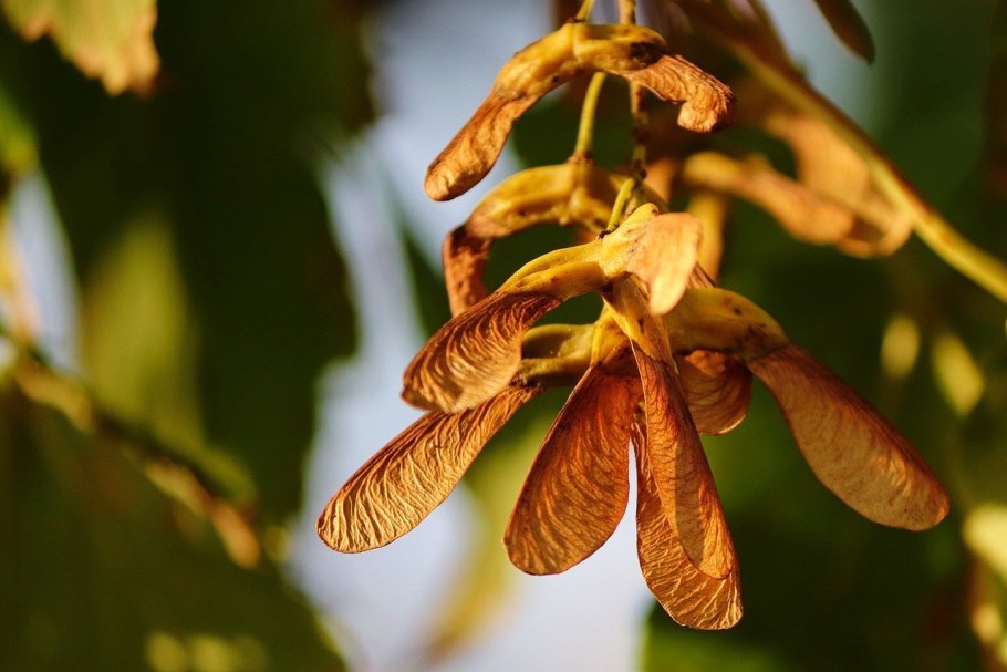 Ясень обыкновенный Крылатки
