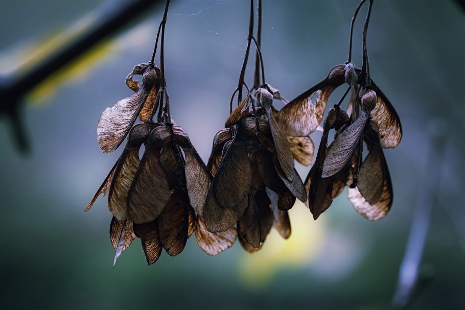 Клен семена вертолетики