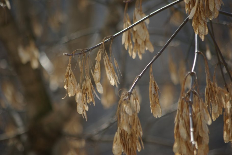 Клен ясенелистный крылатки