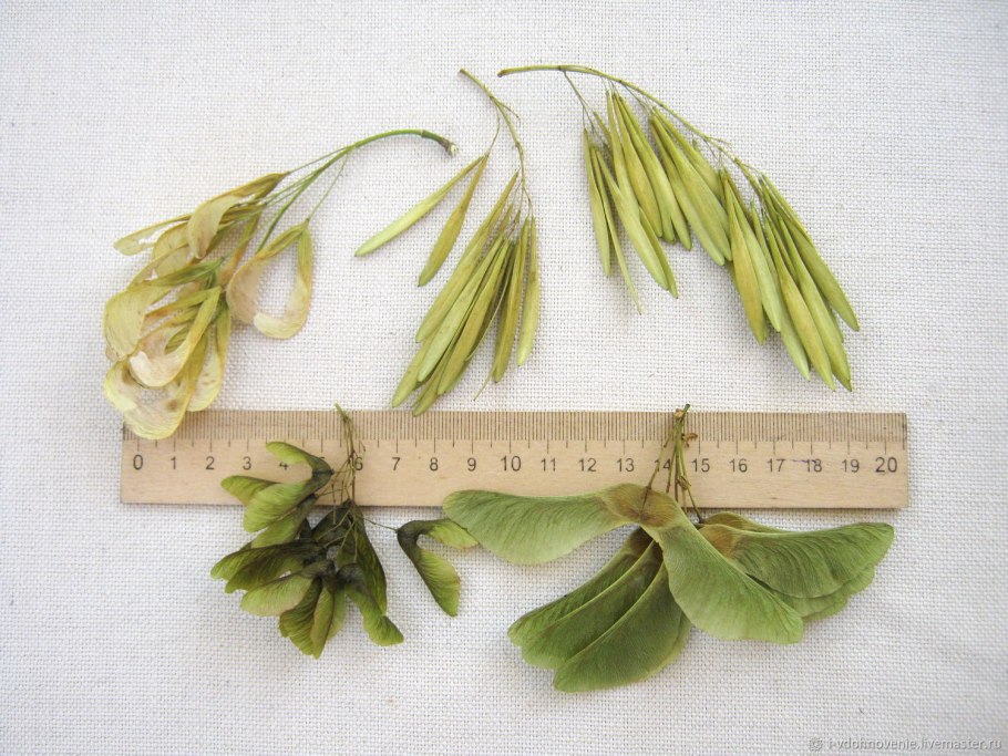 Семена крылатки ясеня