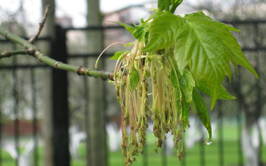 Клен остролистный семена