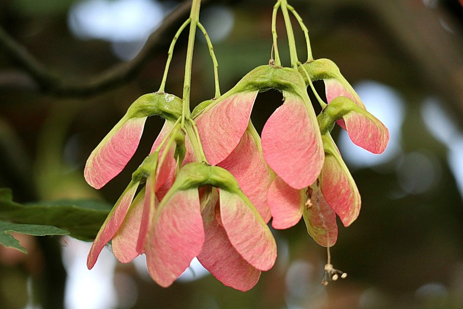 Листья вертолетики