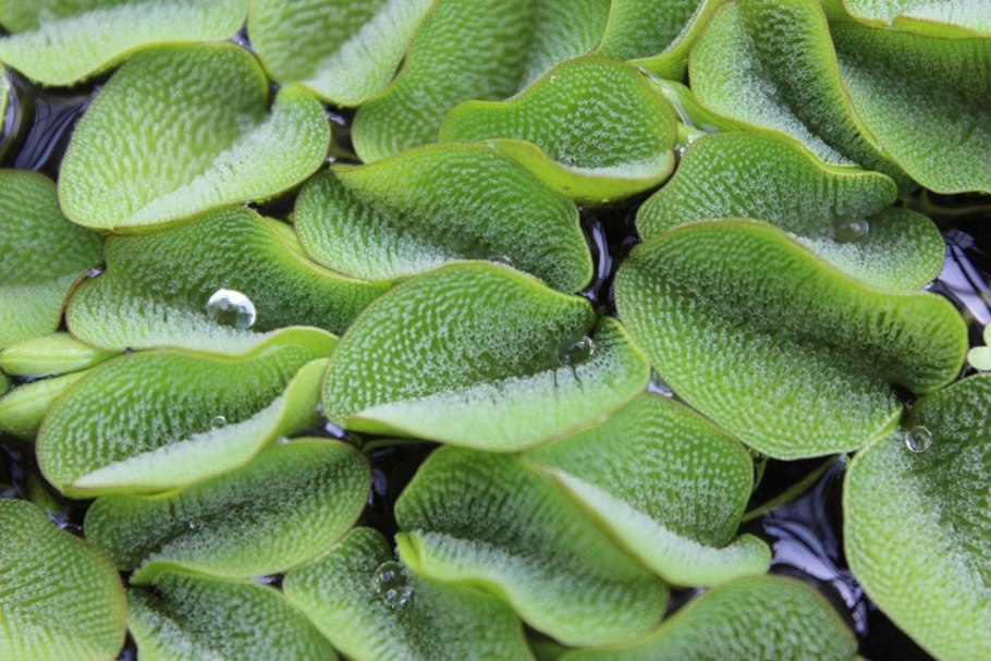 Salvinia cucullata