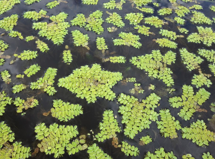 Сальвиния плавающая Salvinia Natans (l.) all. 2