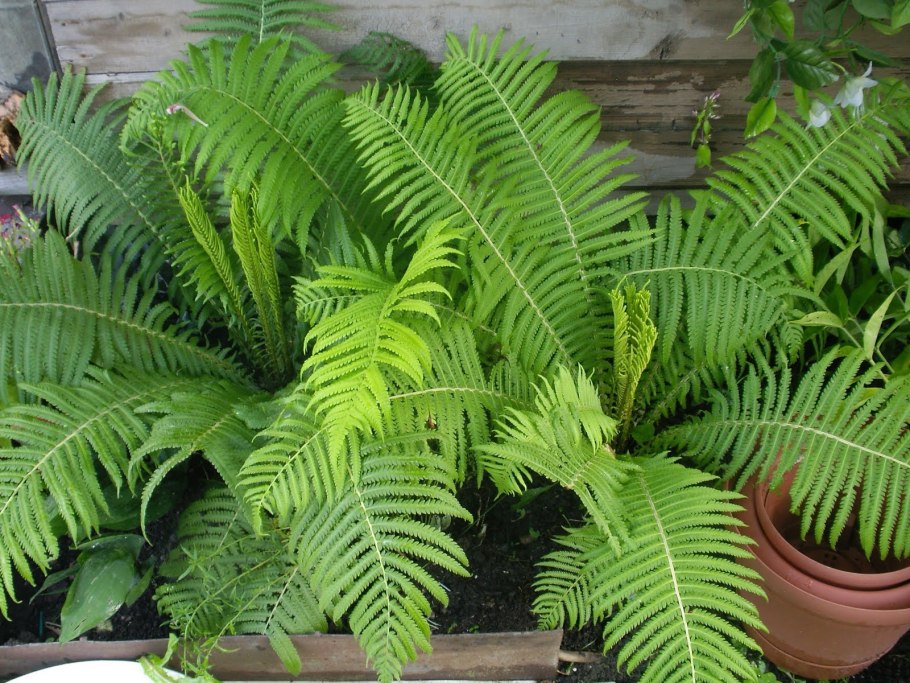 Макроглоссум папоротник