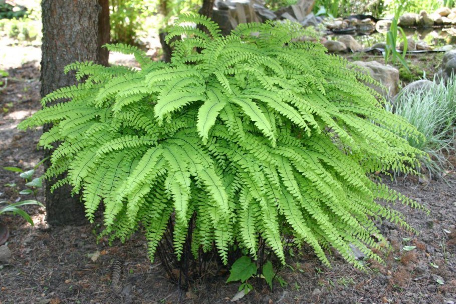 Папоротник нефролепис