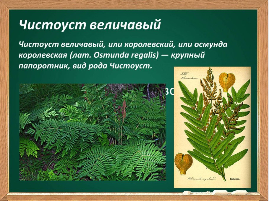 Папоротник страусник