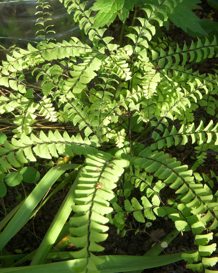 Папоротник орляк Дальневосточный