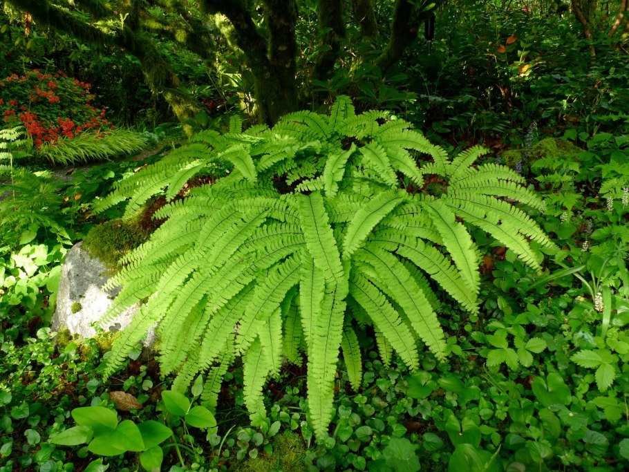 Страусник обыкновенный