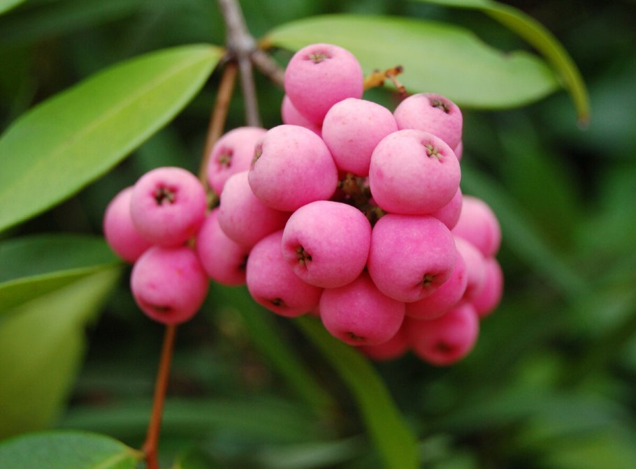 Ягоды розового цвета