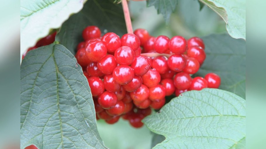 Калина обыкновенная красный коралл