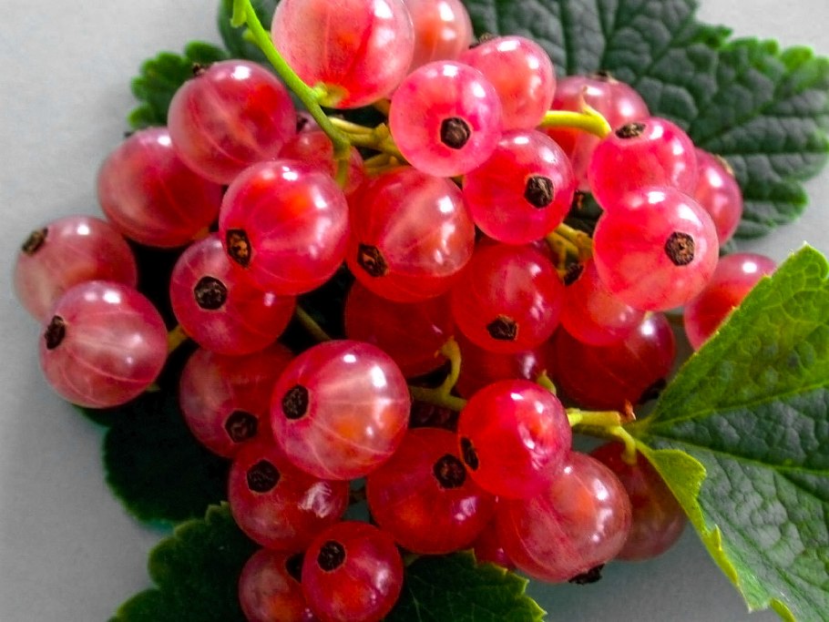 Смородина красная голландская розовая