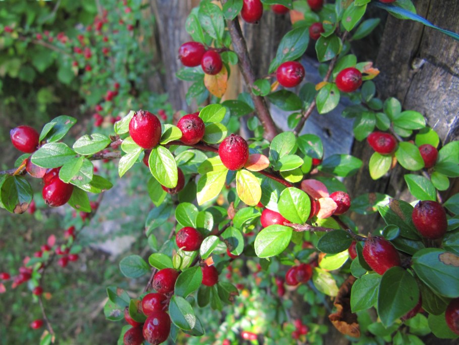 Куст ягодный Буш