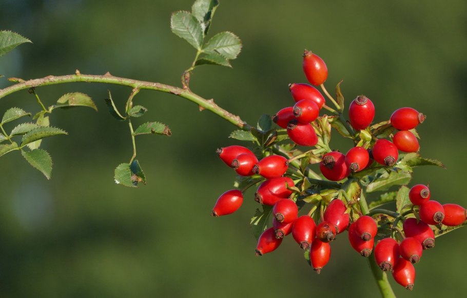 Кизил, шиповник Лесной