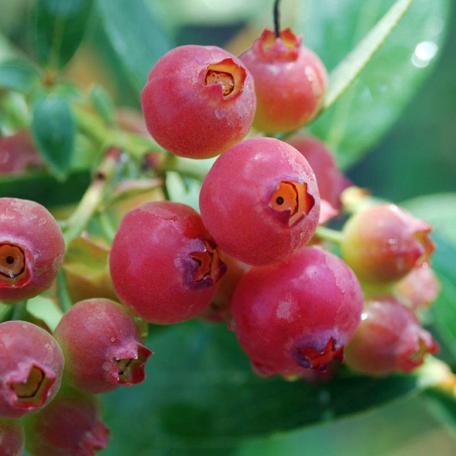 Vaccinium 'Pink Lemonade'