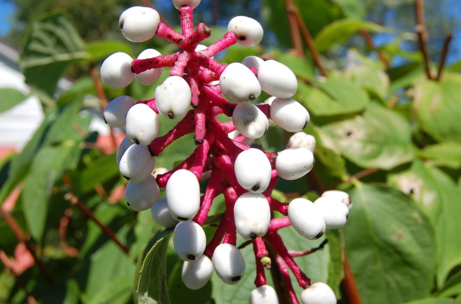 White Baneberry