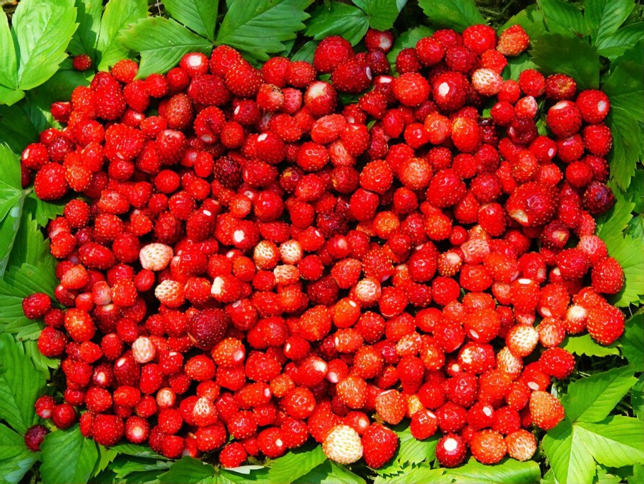 Земляника Лесная и Садовая