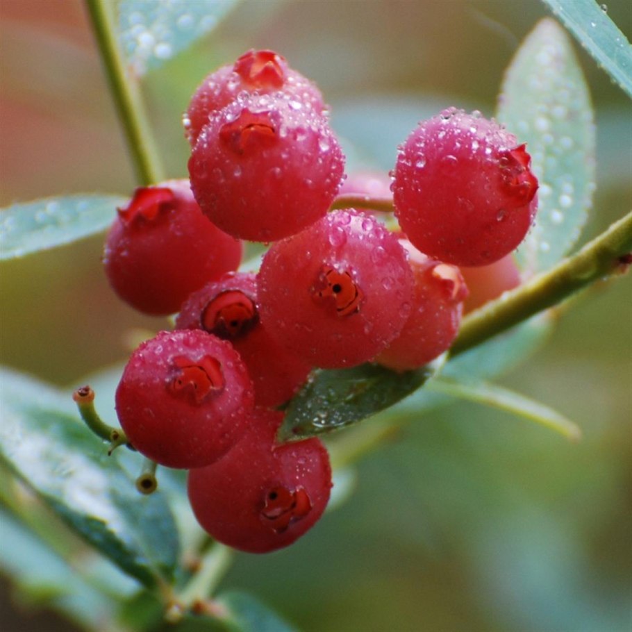 Vaccinium 'Pink Lemonade'