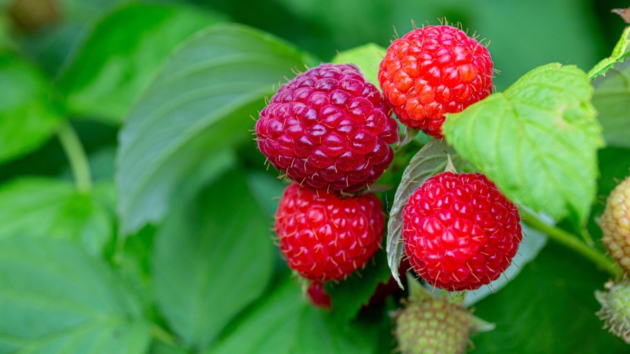 Сочная малина