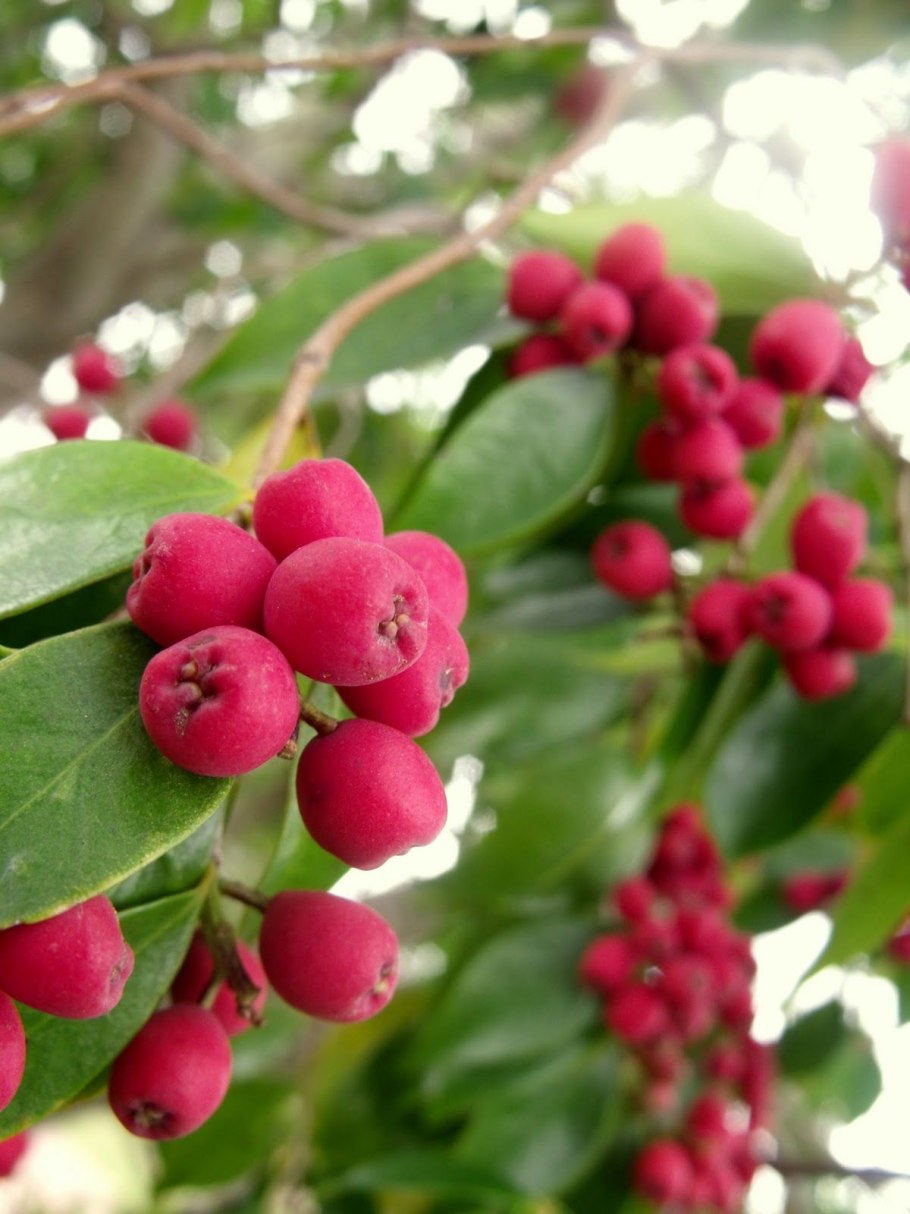 Хинхуа ягода