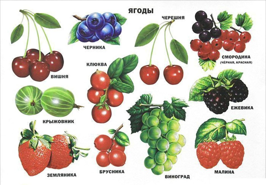 Ягоды для дошкольников