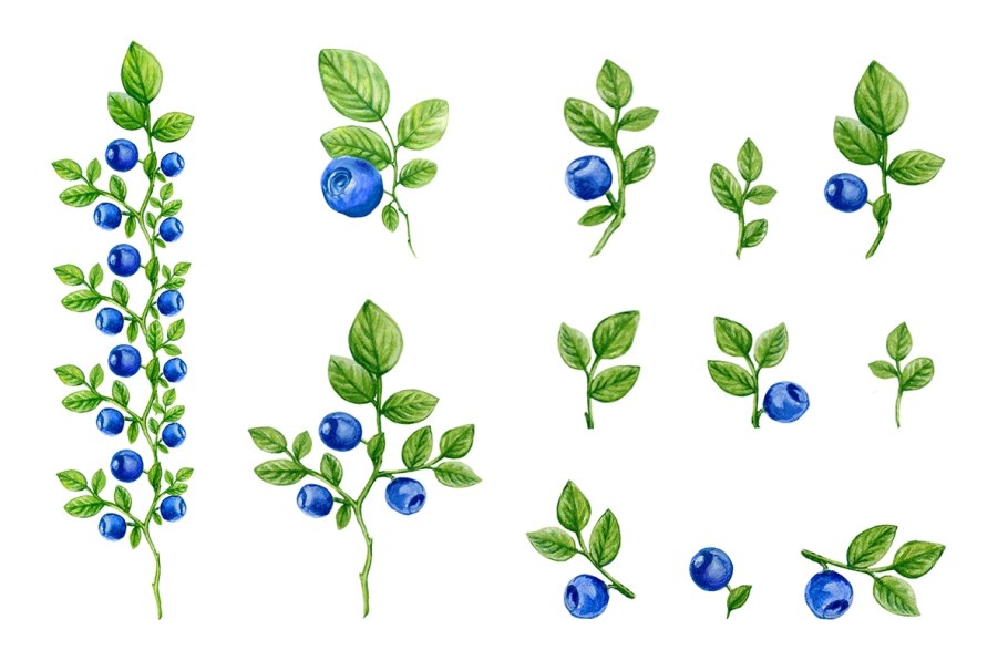 Голубика Лесная куст