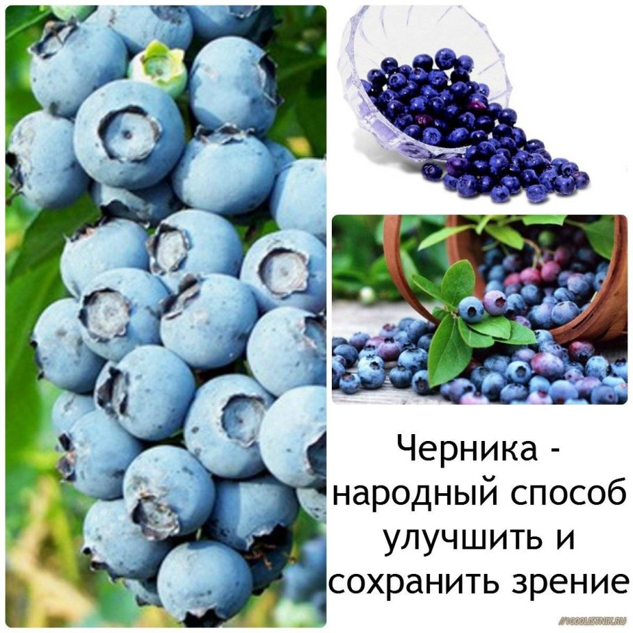 Домашняя Ягодница черника