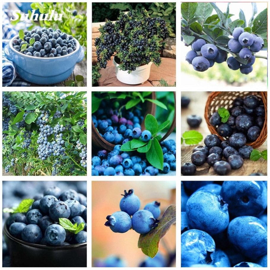 Черника обыкновенная