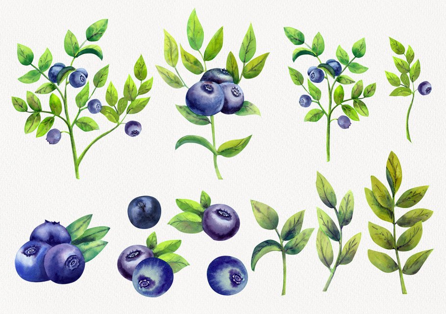 Голубика обыкновенная рисунок