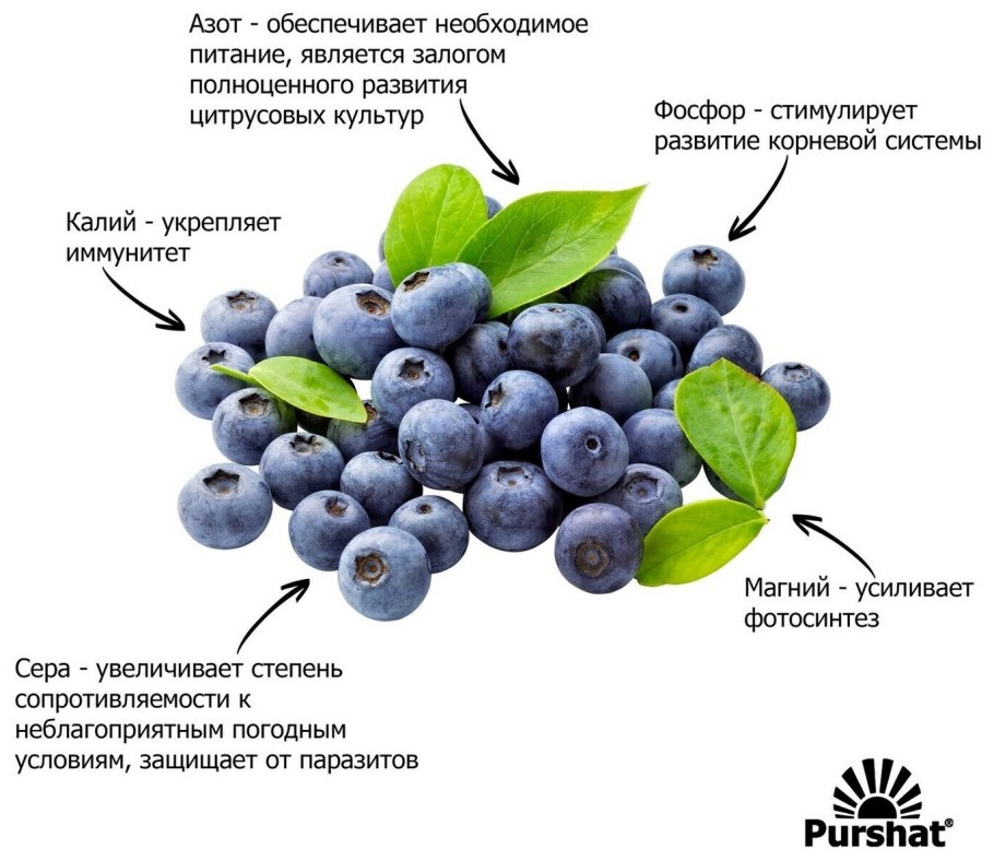 Схема удобрений голубики