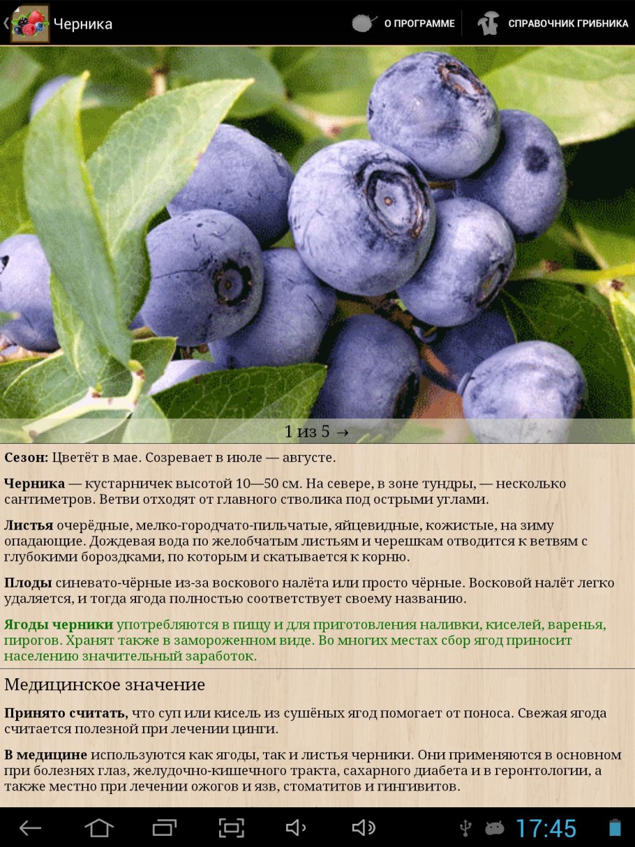 Черники побеги 50г (БАД) (Фитофарм)