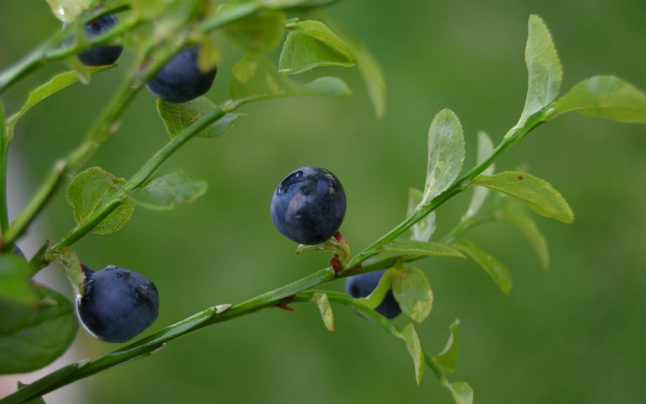 Черника обыкновенная