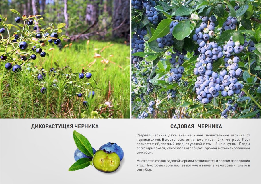 Черника описание