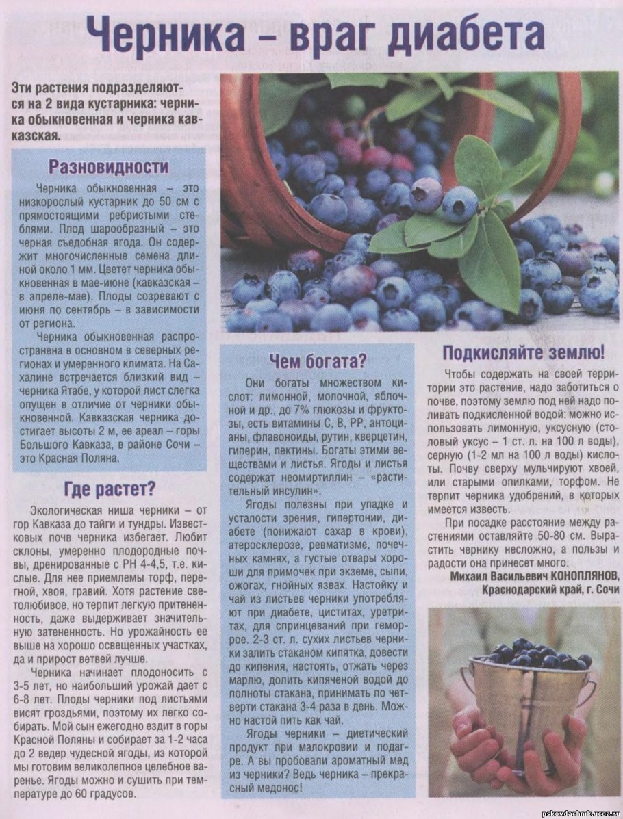 Листья черники при сахарном диабете