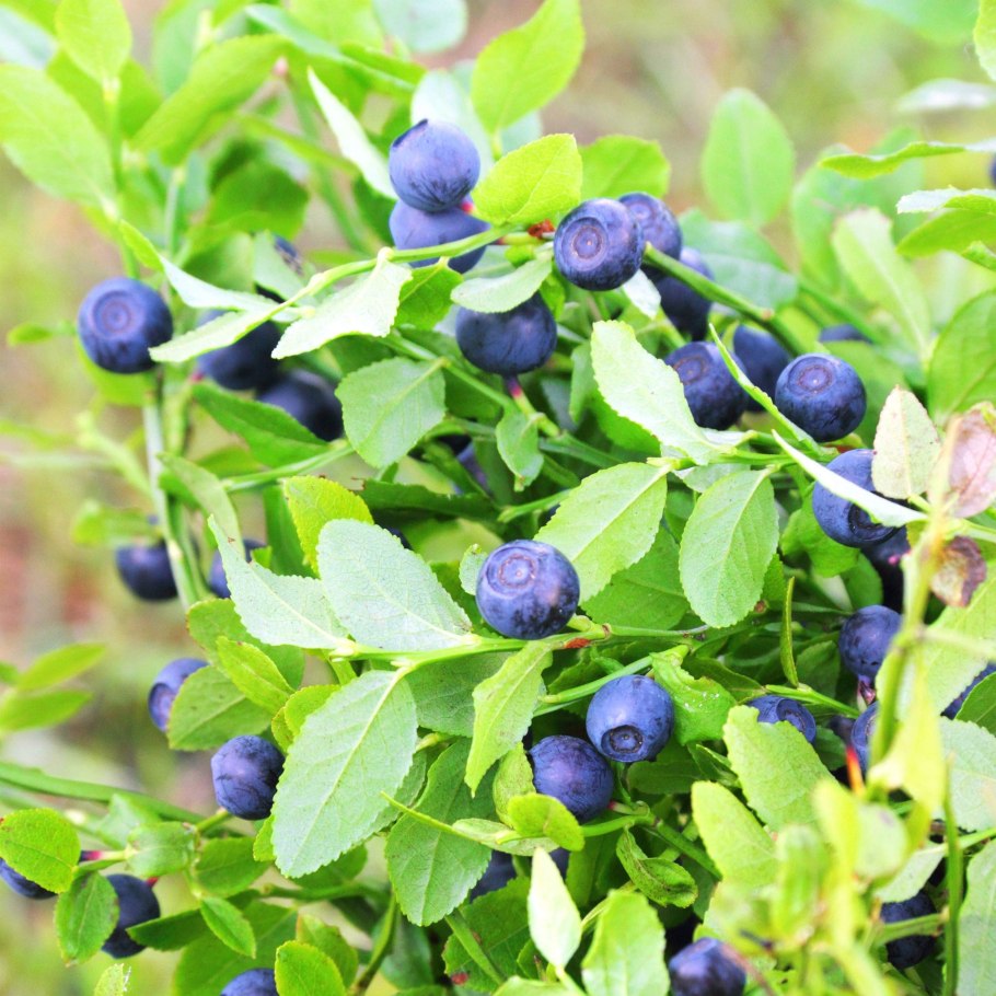 Черника (vaccinium myrtillus)