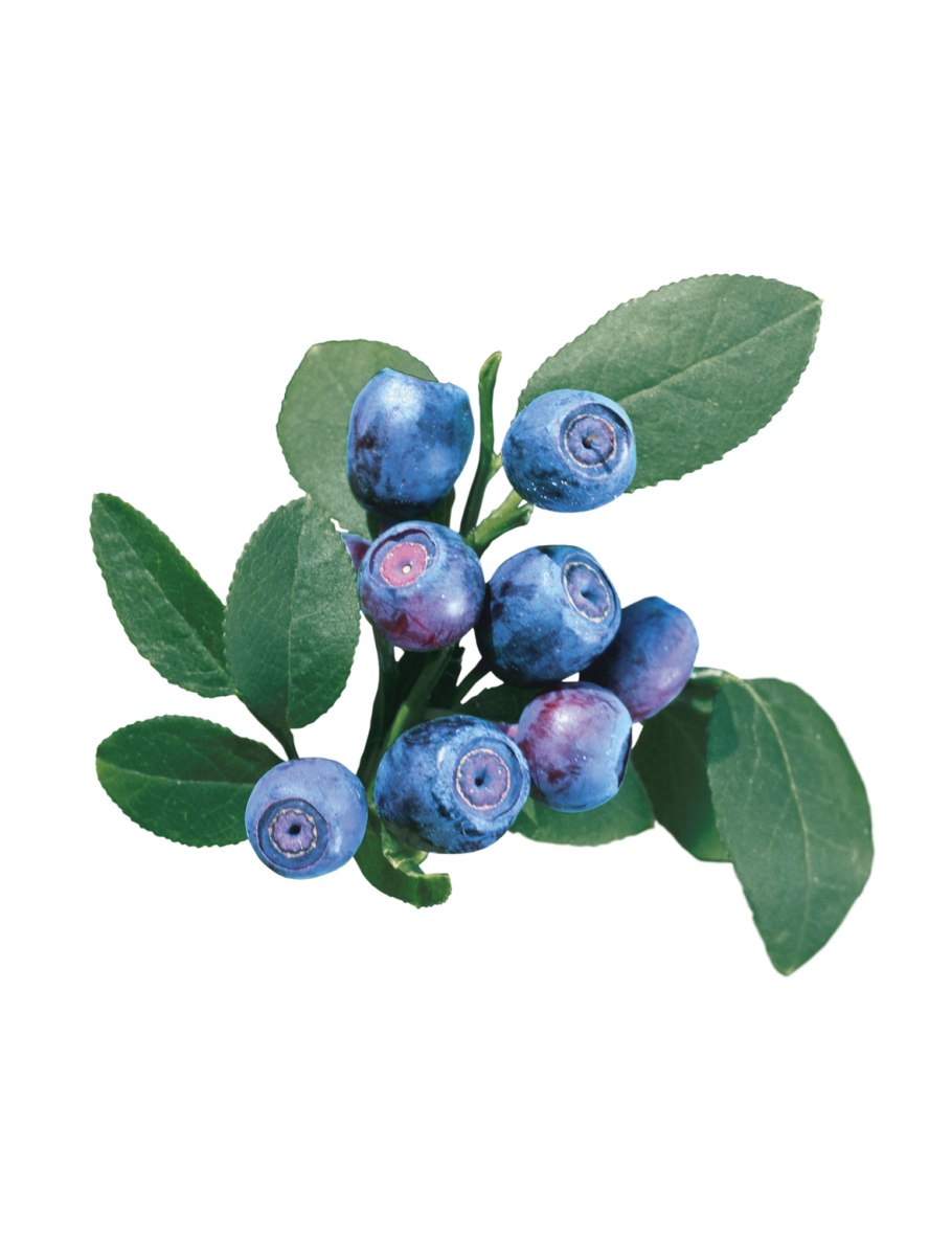 Лесные растения с несъедобными плодами