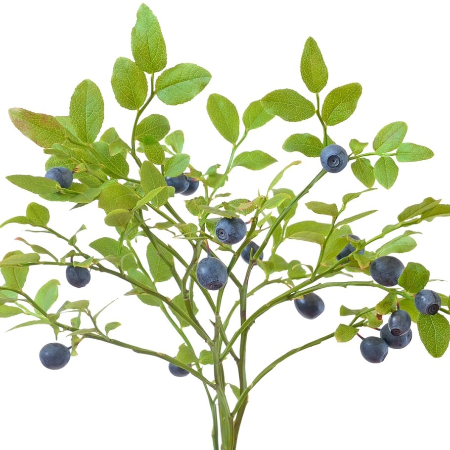 Голубика Вакциниум