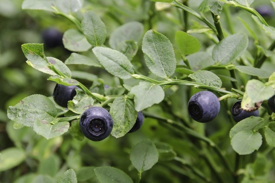 Способы распространения семян и плодов у растений