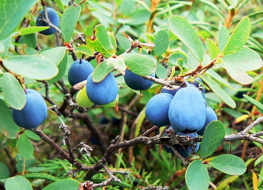 Черника с лютеином капс №20 (Минскинтеркапс, Беларусь)