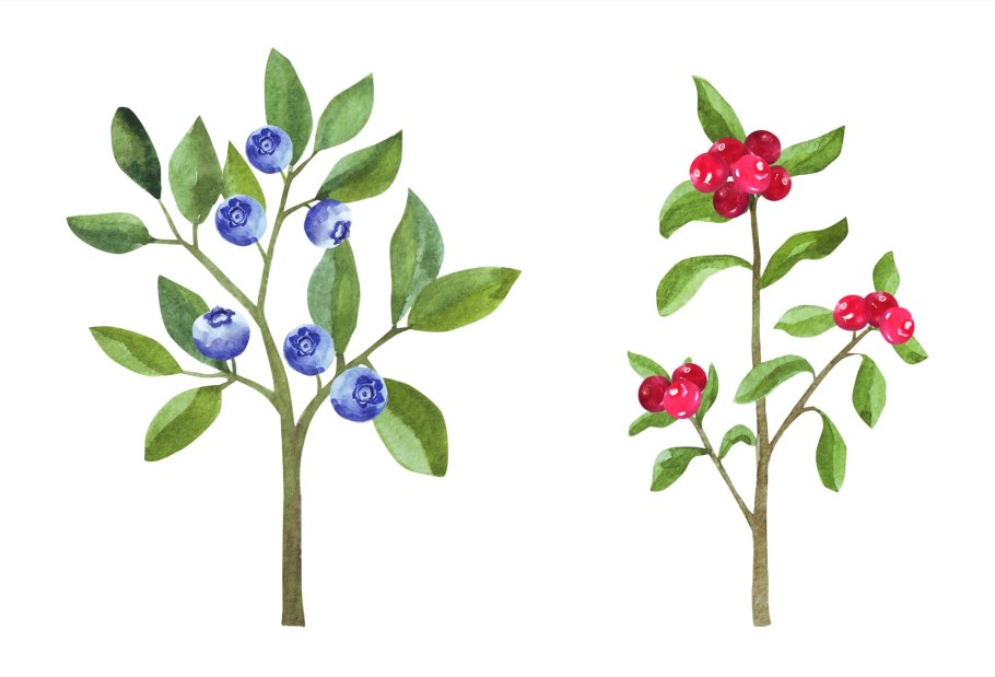 Лесные ягоды черника