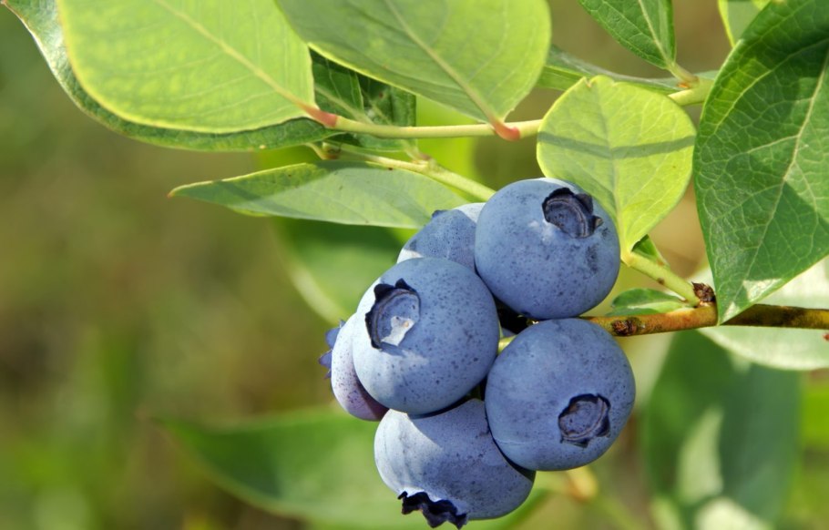 Vaccinium sect. Cyanococcus