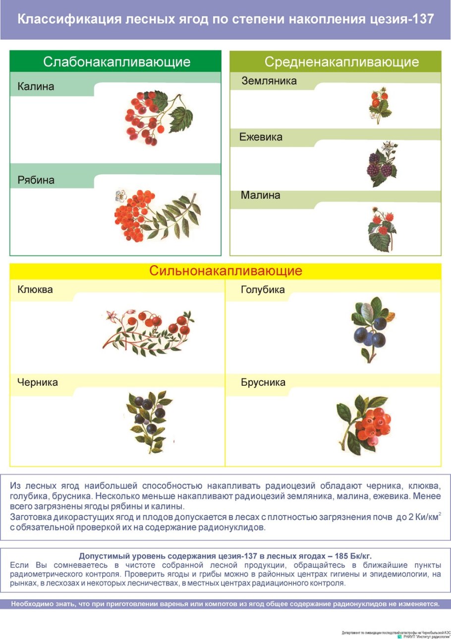 Голубика кустарничек
