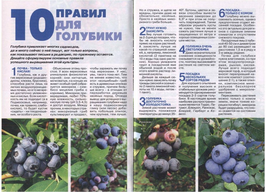 Карточки черника для дошкольников