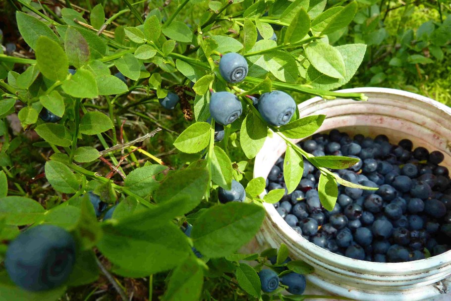 Черника куст