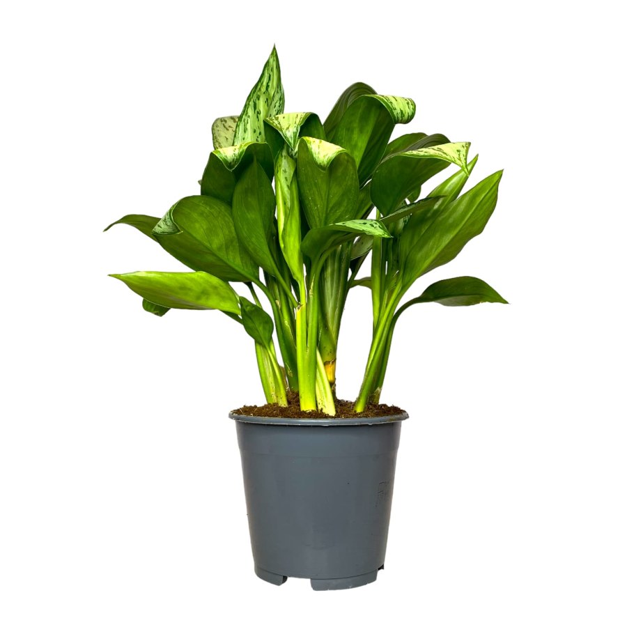 Аглаонема Мария Кристина цветок