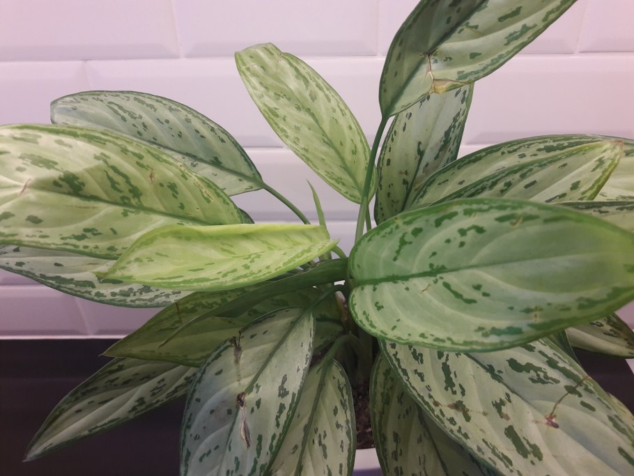 Аглаонема Мария Кристина цветок